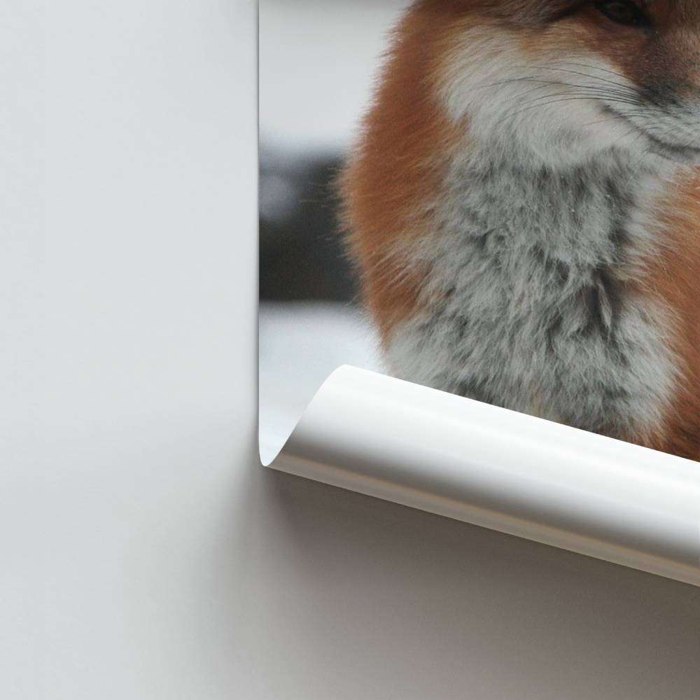 Poster Renard Écarlate