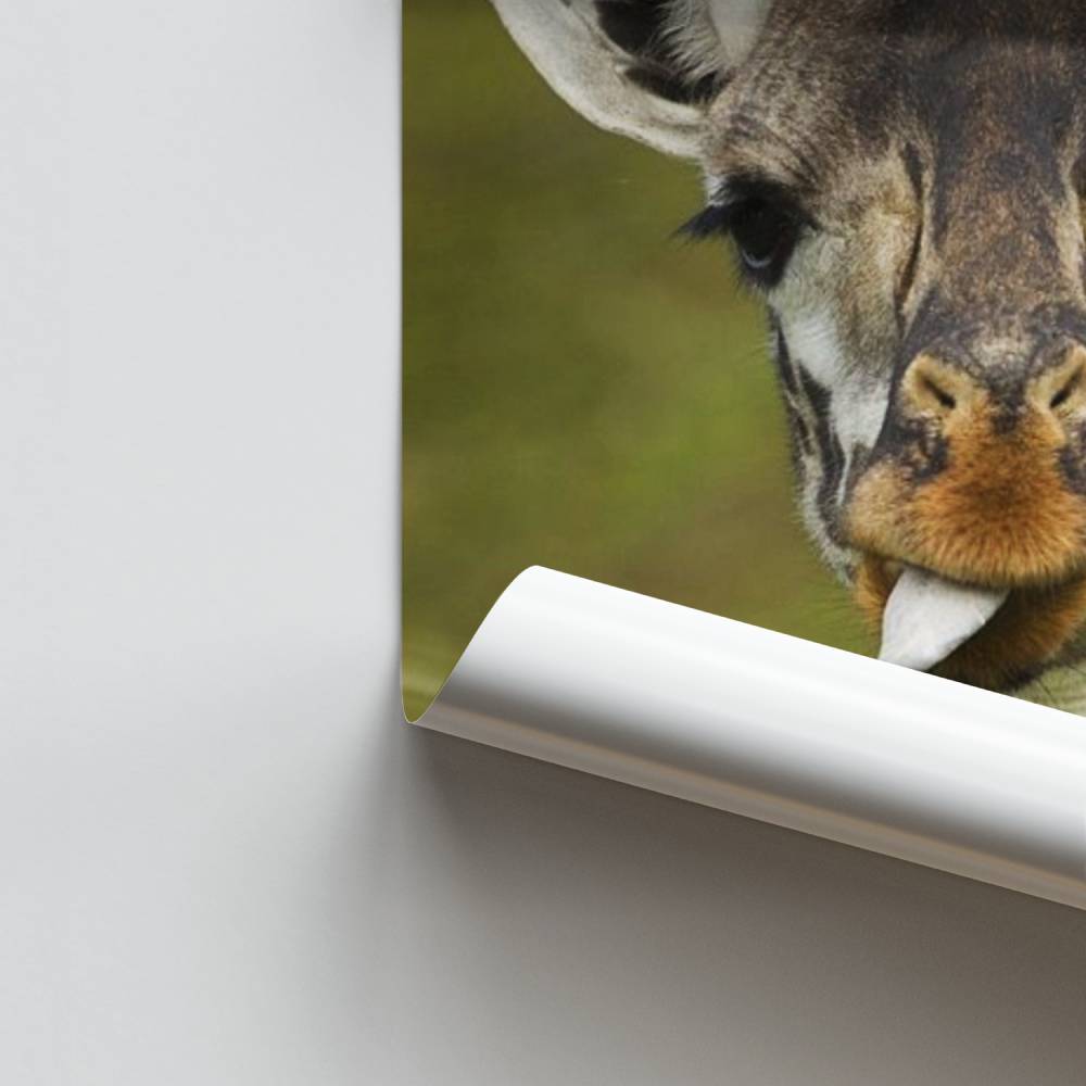 Poster Éclat de Girafe