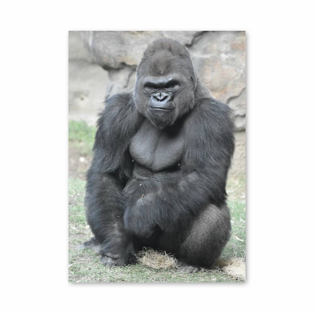 Poster Puissance Sauvage