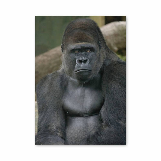 Poster Force Majestueuse