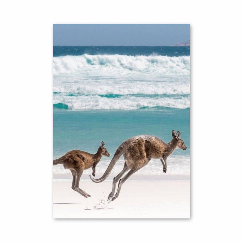 Poster Évasion Australe