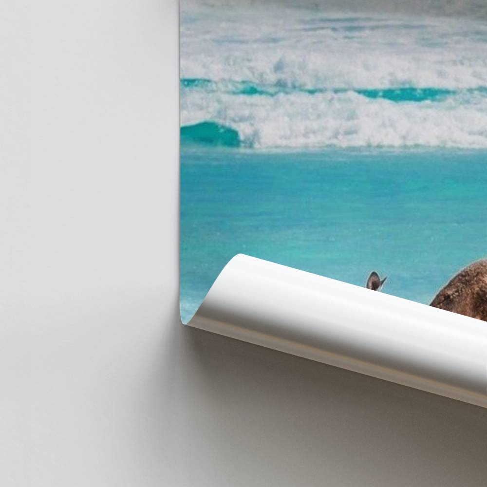 Poster Évasion Australe