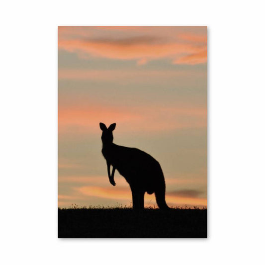 Poster Crépuscule Kangourou