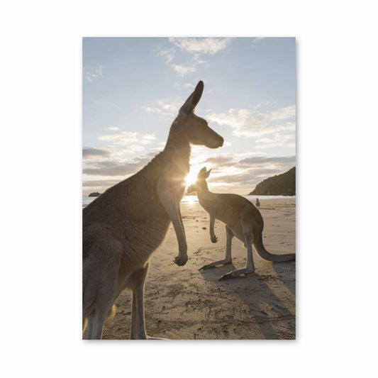 Poster Lever de Soleil avec Kangourous