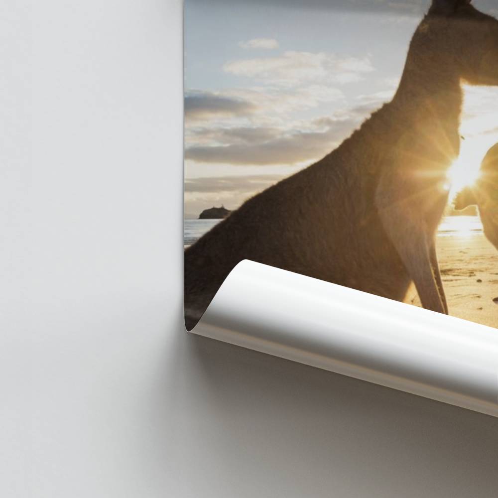 Poster Lever de Soleil avec Kangourous