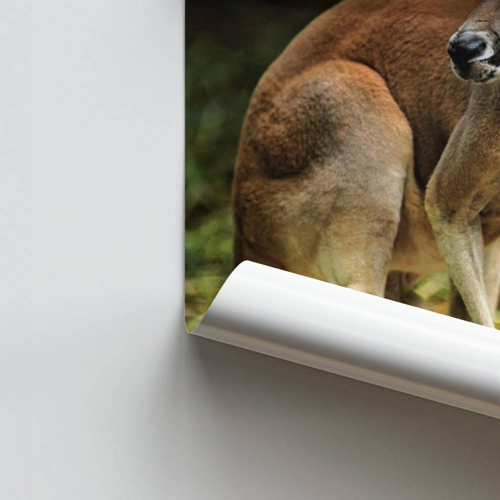 Poster Kangaroo Grace