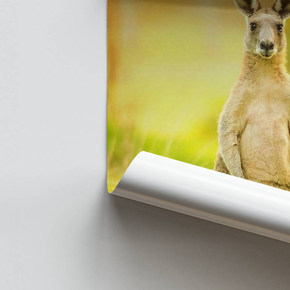 Poster Kangaroo Serenade
