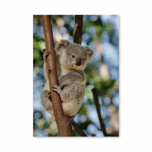 Poster Serenity Koala