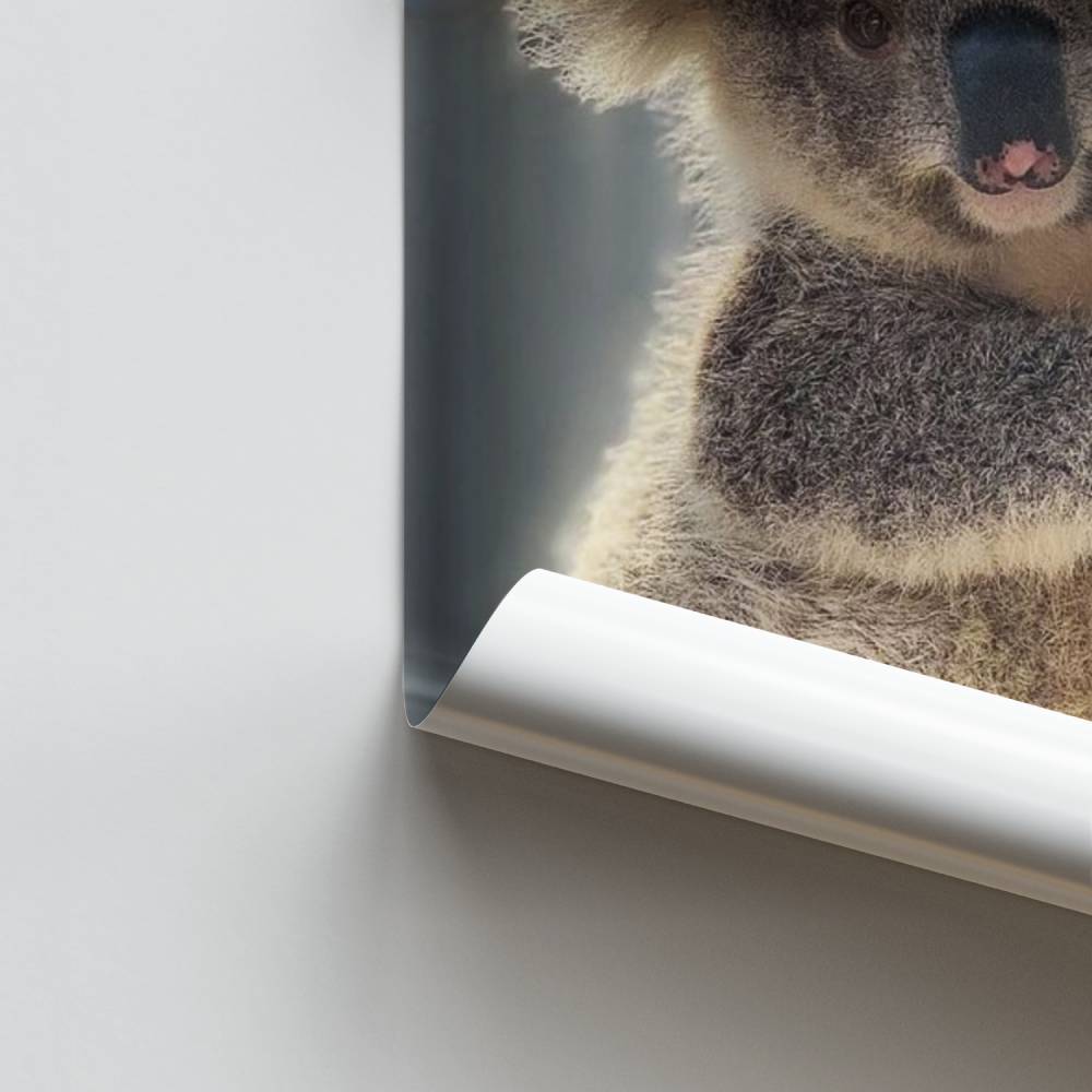 Poster Koala Douillet