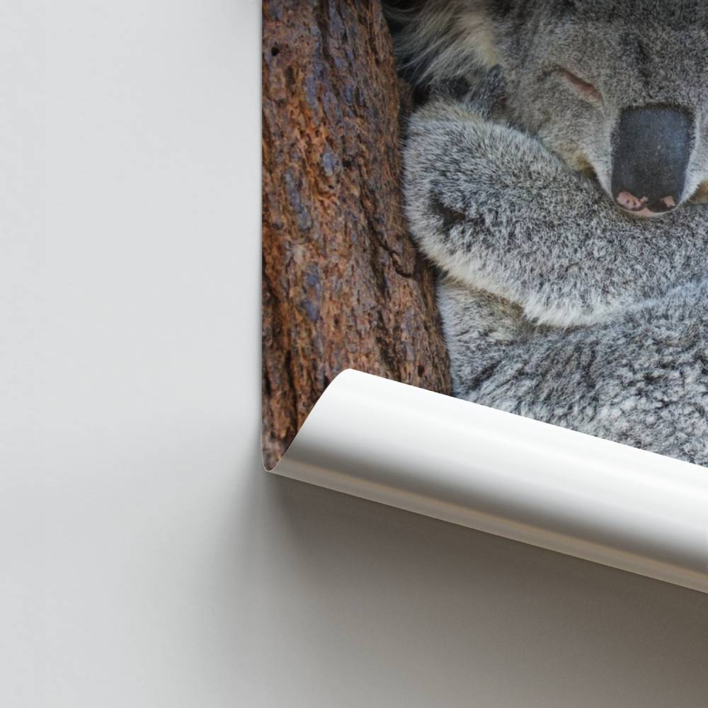 Poster Rêve de Koala