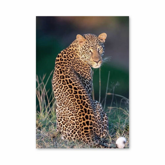 Poster Éclat Sauvage