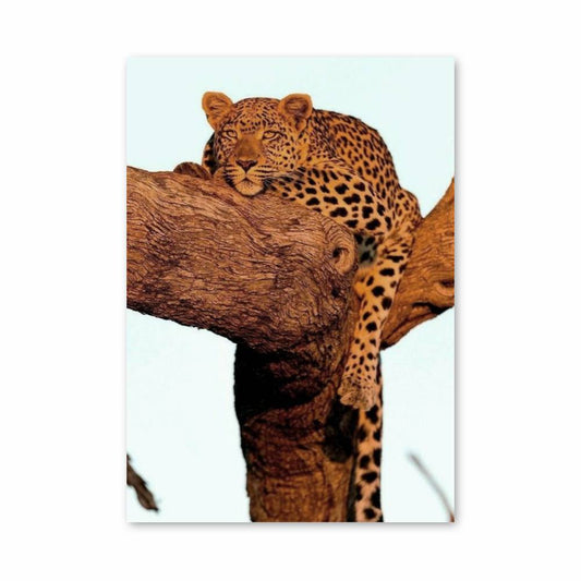 Poster Repos du Léopard