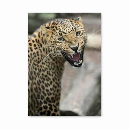 Poster Rugissement Léopard