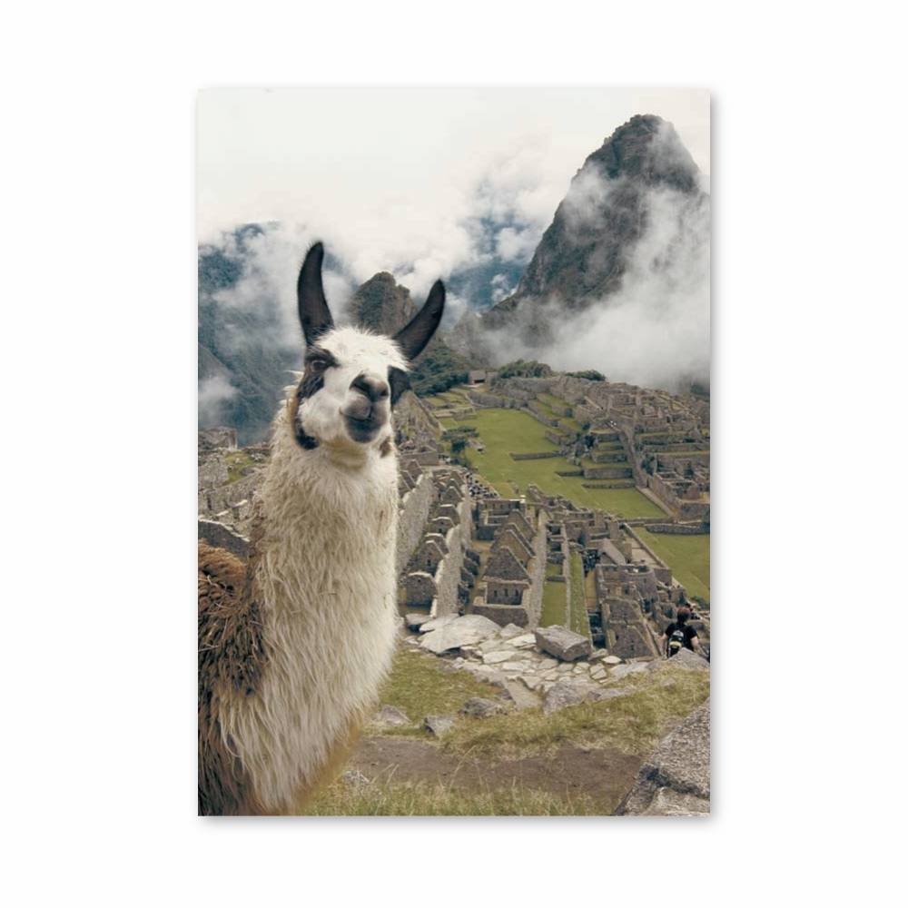 Poster Llama à Machu Picchu