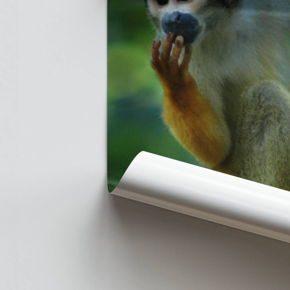 Poster Singe Espiègle