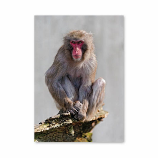 Poster Singe Sérénité