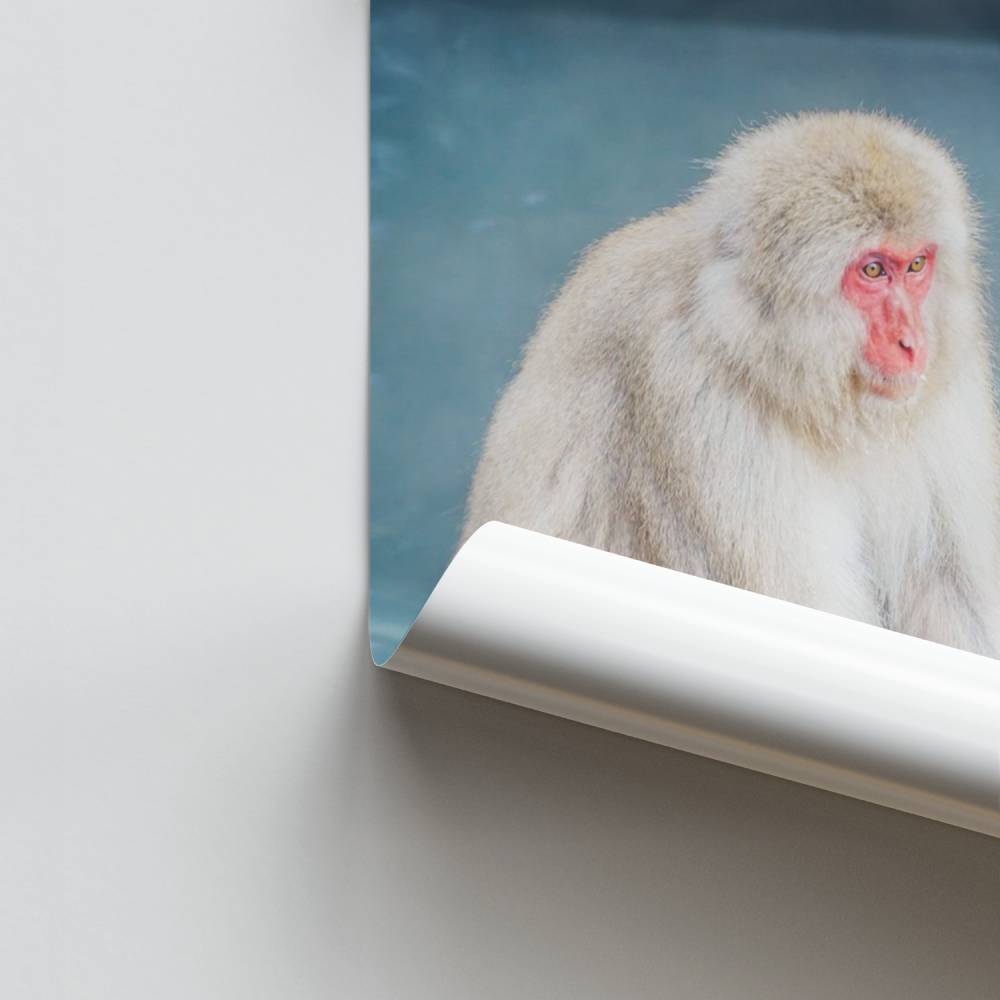 Poster Singe des Neiges Sérénité