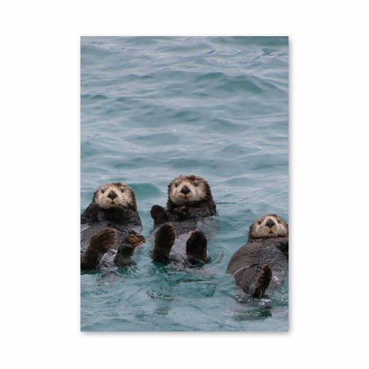 Poster Détente Loutres