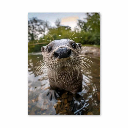 Poster Otter Curieuse