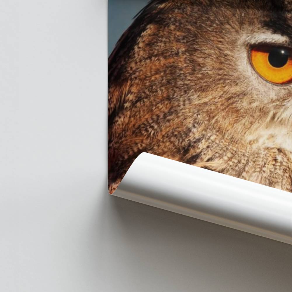 Poster Regard du Hibou