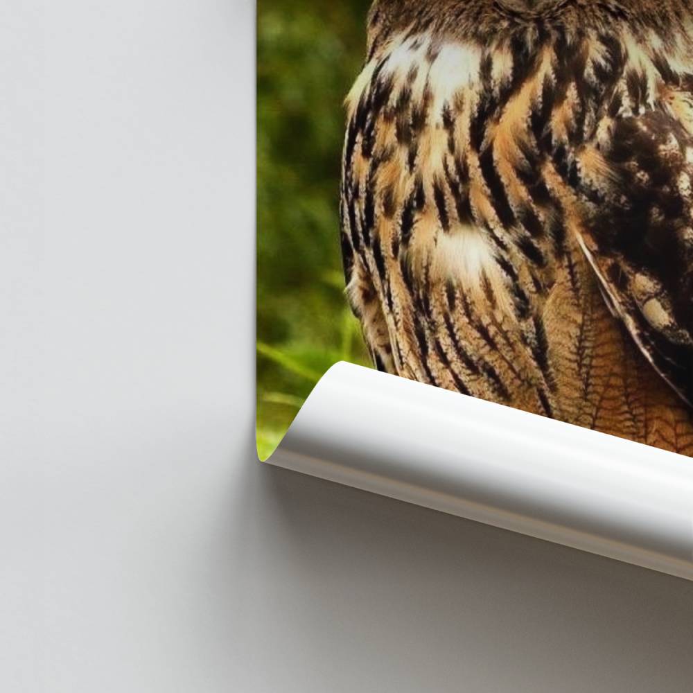 Poster Majesté Chouette