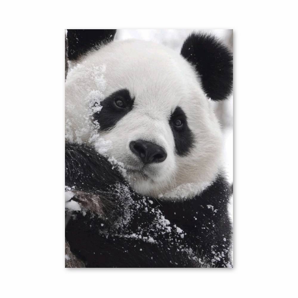 Poster Panda des Neiges