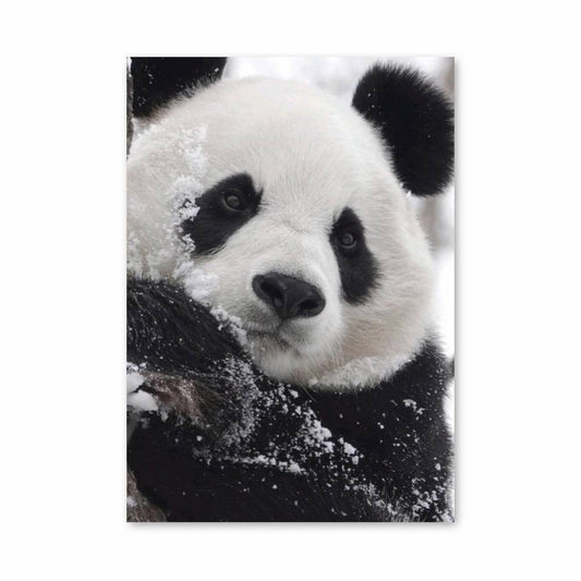 Poster Panda des Neiges