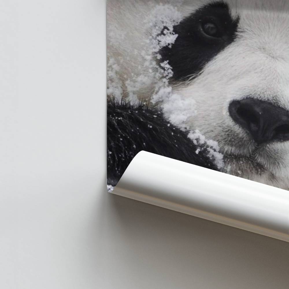 Poster Panda des Neiges