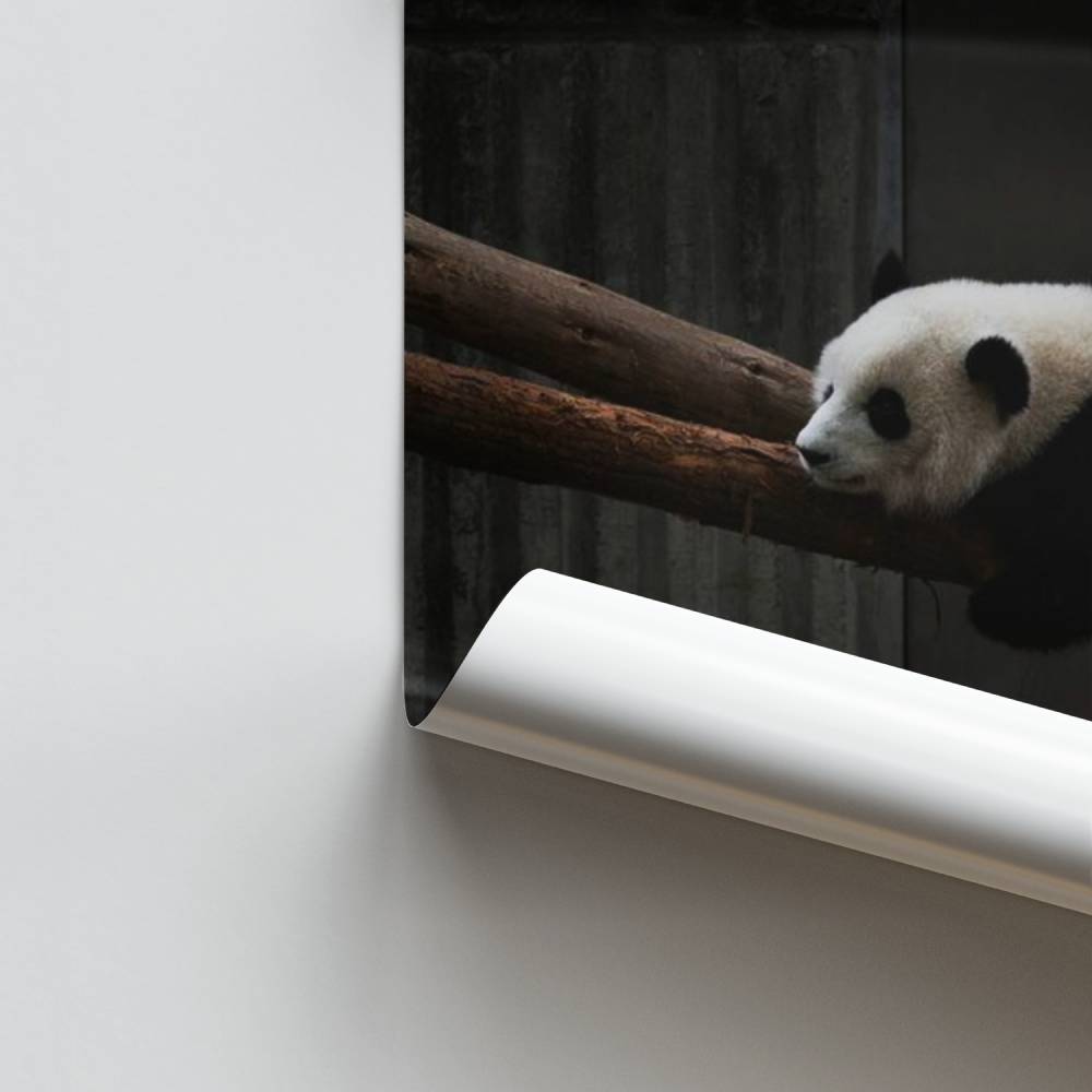 Poster Panda Rêveur