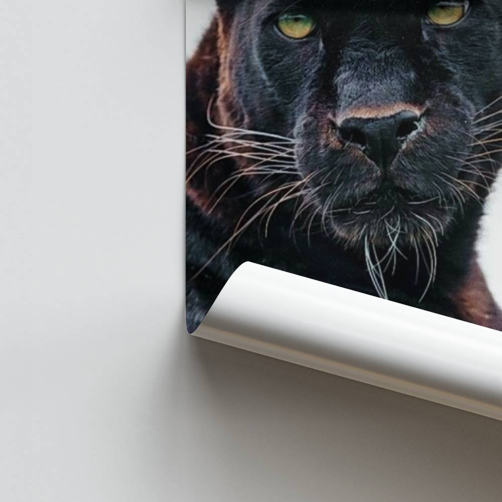 Poster Majesté Nocturne