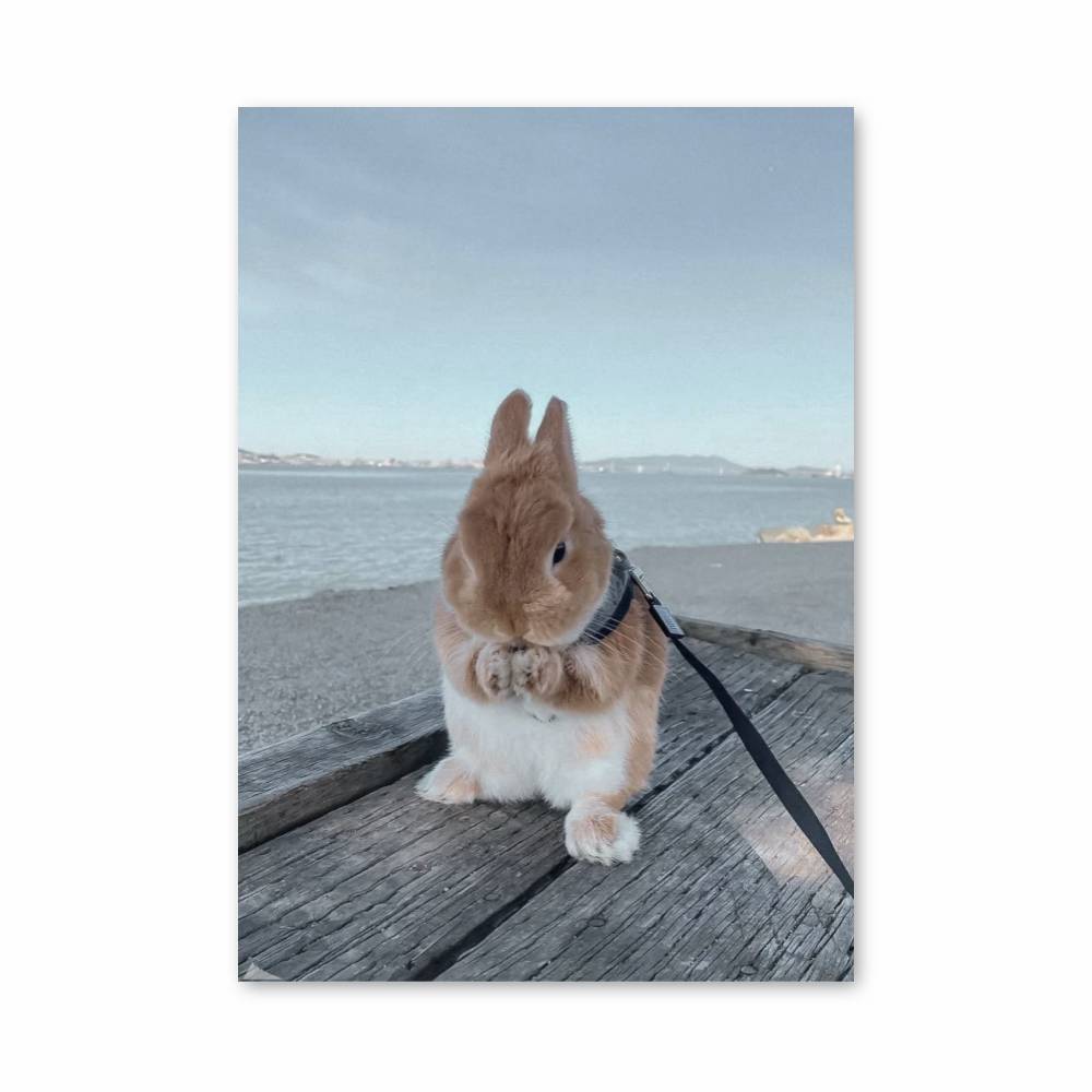 Poster Lapin Câlin