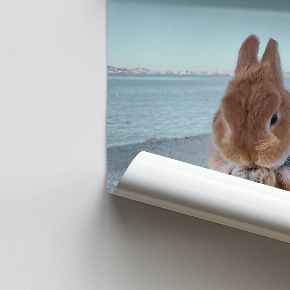 Poster Lapin Câlin