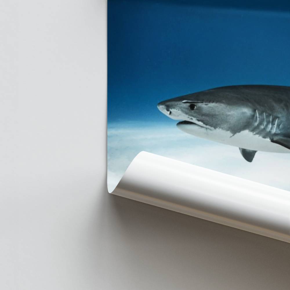 Poster Requin Majestueux
