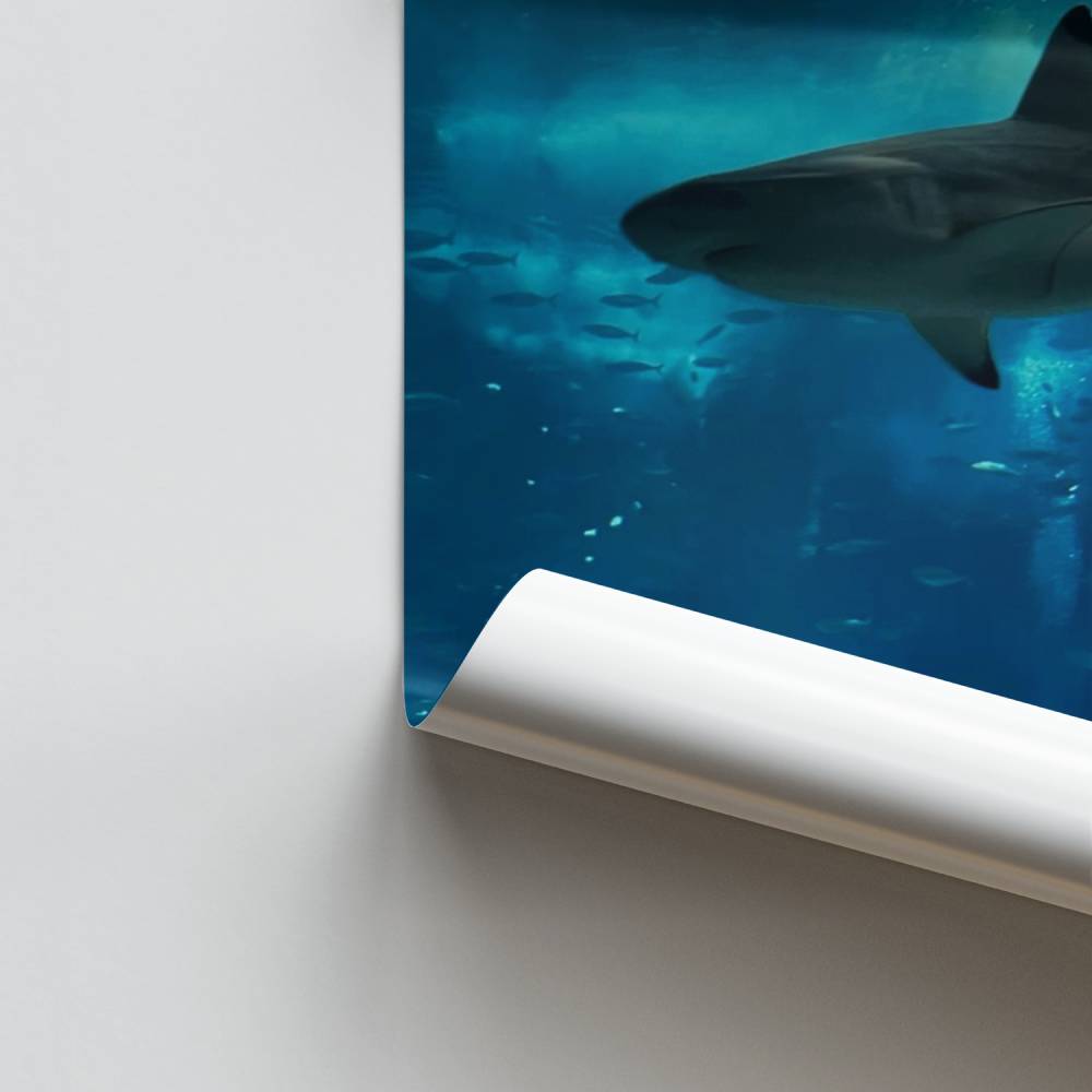 Poster Requin Océanique