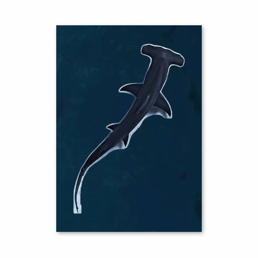 Poster Hammerhead Elegance