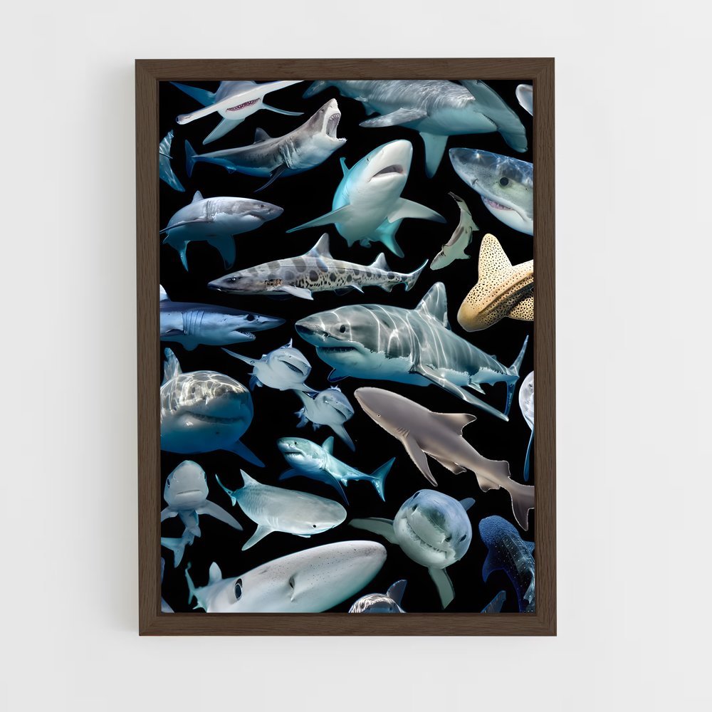 shark-8 cadre Bois foncé