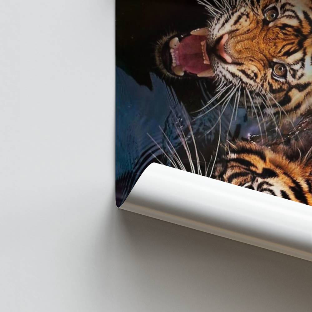 Poster Tigres Aquatiques