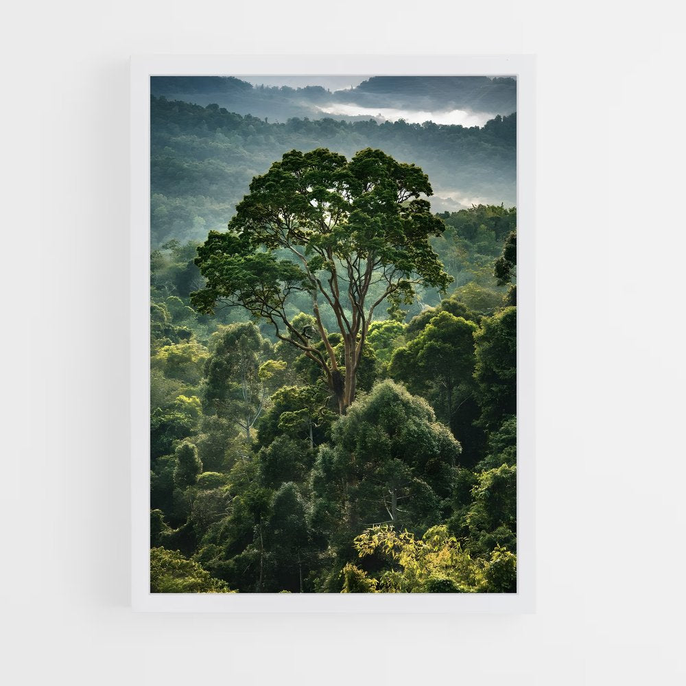 amazonia-15 cadre Blanc