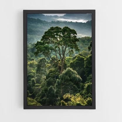 amazonia-15 cadre Noir