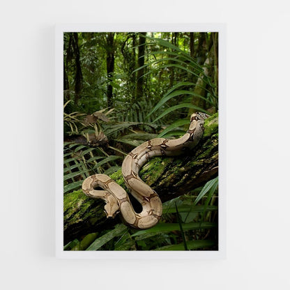 amazonia-4 cadre Blanc