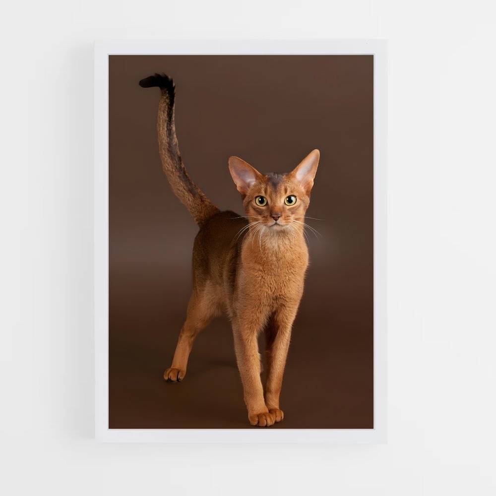 ap-abyssinian-2 cadre Blanc