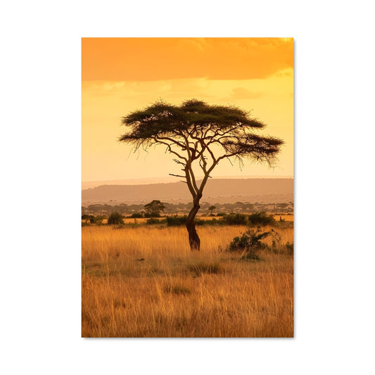 Poster Acacia trees 97555