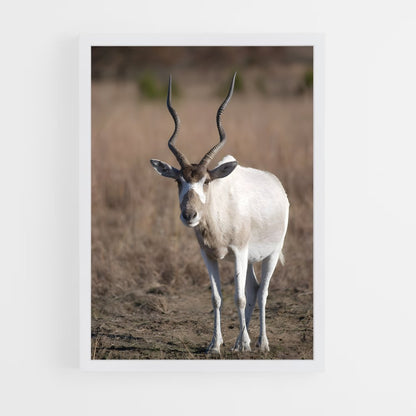 ap-addax-1 cadre Blanc