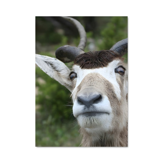 Poster La Chèvre Mystique