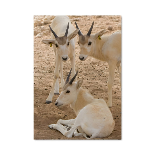 Poster Rêves de Chèvres