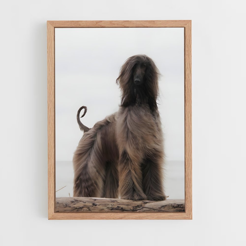 ap-afghan hound-3 cadre Bois clair