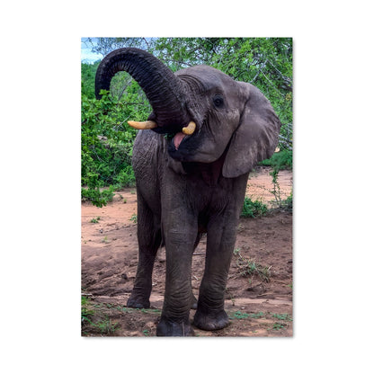 Poster L'Éléphant Majestueux
