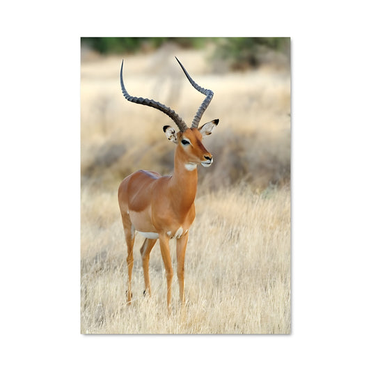 Poster Gazelle Serengeti