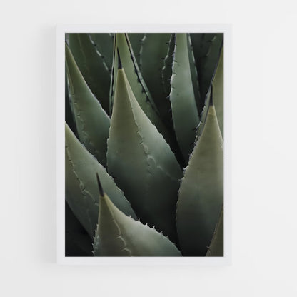 ap-agave-1 cadre Blanc