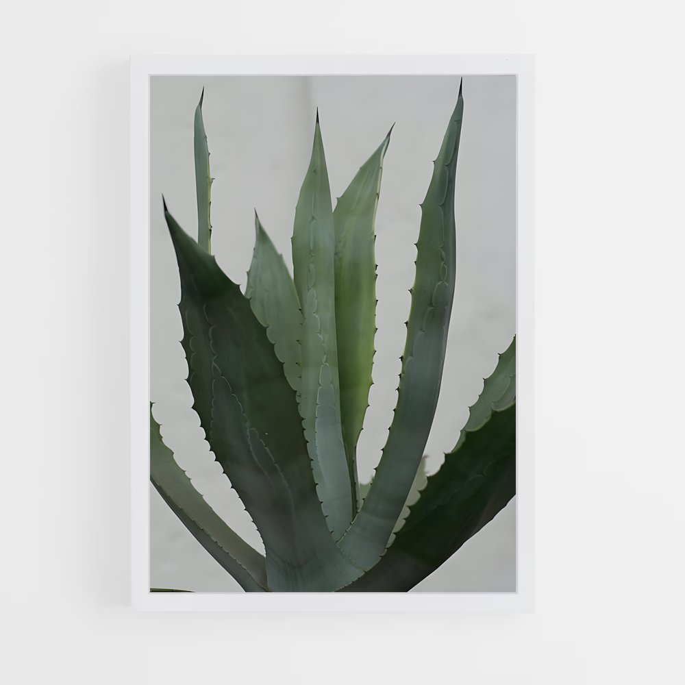 ap-agave-3 cadre Blanc